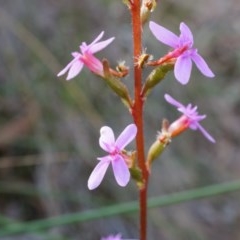 Stylidium graminifolium (Grass Triggerplant) at Black Mountain - 27 Apr 2014 by AaronClausen