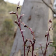 Acianthus exsertus (Large Mosquito Orchid) at Black Mountain - 27 Apr 2014 by AaronClausen