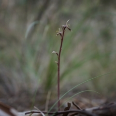 Acianthus exsertus at Canberra Central, ACT - suppressed