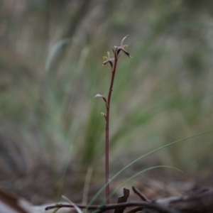 Acianthus exsertus at Canberra Central, ACT - suppressed