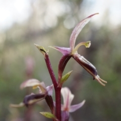 Acianthus exsertus at Canberra Central, ACT - suppressed