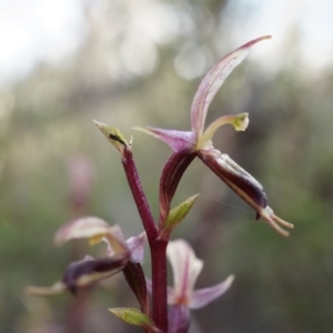 Acianthus exsertus at Canberra Central, ACT - suppressed