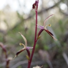 Acianthus exsertus at Canberra Central, ACT - suppressed