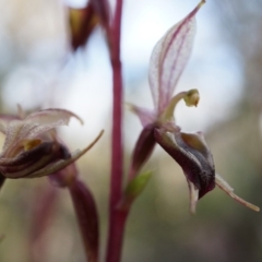 Acianthus exsertus at Canberra Central, ACT - suppressed