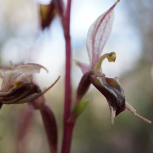 Acianthus exsertus at Canberra Central, ACT - suppressed