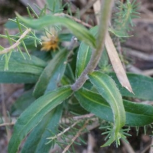 Coronidium oxylepis subsp. lanatum at Canberra Central, ACT - 27 Apr 2014
