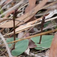 Acianthus collinus (Inland Mosquito Orchid) at Canberra Central, ACT - 27 Apr 2014 by AaronClausen