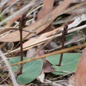 Acianthus collinus at Canberra Central, ACT - 27 Apr 2014