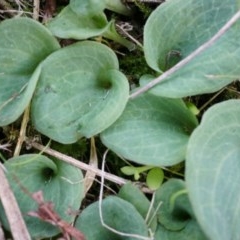 Cyrtostylis reniformis (Common Gnat Orchid) at Canberra Central, ACT by AaronClausen