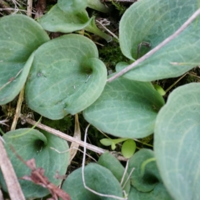 Cyrtostylis reniformis (Common Gnat Orchid) at Canberra Central, ACT by AaronClausen