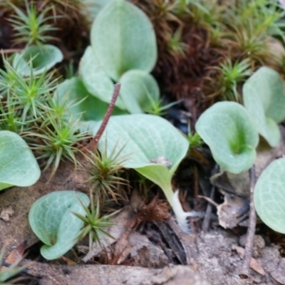 Cyrtostylis reniformis (Common Gnat Orchid) at Canberra Central, ACT by AaronClausen