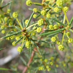 Acacia genistifolia (Early Wattle) at Black Mountain - 27 Apr 2014 by AaronClausen