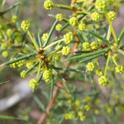 Acacia genistifolia (Early Wattle) at Canberra Central, ACT - 27 Apr 2014 by AaronClausen