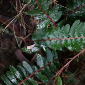 Blechnum parrisiae at Acton, ACT - 3 May 2014