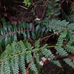 Blechnum parrisiae at Acton, ACT - 3 May 2014