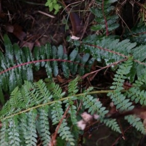 Blechnum parrisiae at Acton, ACT - 3 May 2014