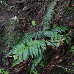 Blechnum parrisiae at Acton, ACT - 3 May 2014