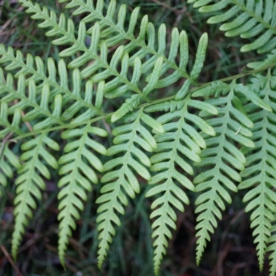 Pteris tremula (Tender Brake) at Black Mountain - 3 May 2014 by AaronClausen