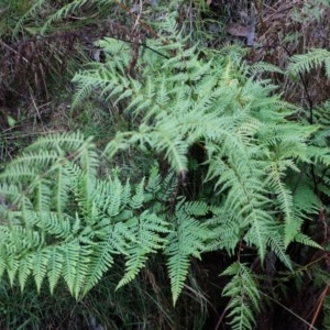 Pteris tremula at Acton, ACT - 3 May 2014