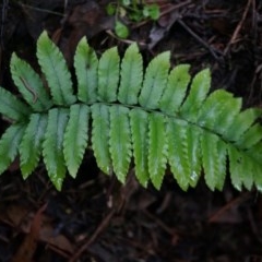Blechnum minus (Soft Water Fern) at Black Mountain - 3 May 2014 by AaronClausen
