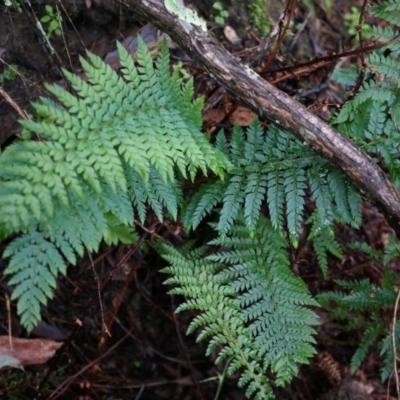 Polystichum proliferum (Mother Shield Fern) at Black Mountain - 3 May 2014 by AaronClausen