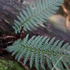 Polystichum proliferum (Mother Shield Fern) at Black Mountain - 3 May 2014 by AaronClausen