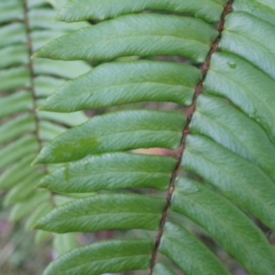 Pellaea falcata (Sickle Fern) at Black Mountain - 3 May 2014 by AaronClausen