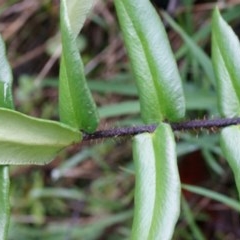 Pellaea falcata at Acton, ACT - 3 May 2014