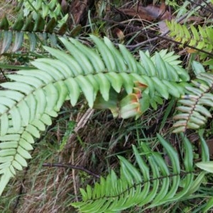 Pellaea falcata at Acton, ACT - 3 May 2014