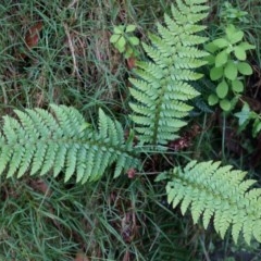 Polystichum proliferum (Mother Shield Fern) at Black Mountain - 3 May 2014 by AaronClausen