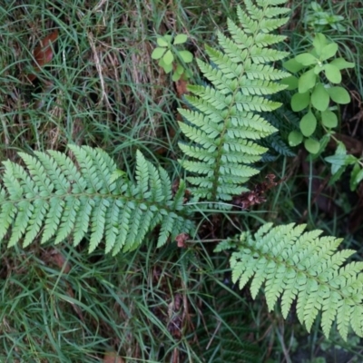 Polystichum proliferum (Mother Shield Fern) at Acton, ACT - 3 May 2014 by AaronClausen