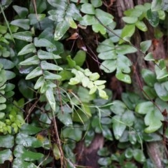 Pellaea calidirupium (Hot Rock Fern) at Black Mountain - 3 May 2014 by AaronClausen