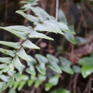 Pellaea calidirupium at Acton, ACT - 3 May 2014