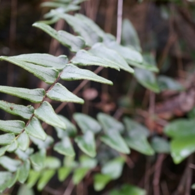 Pellaea calidirupium (Hot Rock Fern) at Acton, ACT - 3 May 2014 by AaronClausen