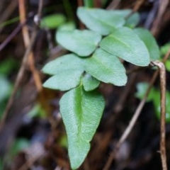 Pellaea calidirupium (Hot Rock Fern) at Black Mountain - 3 May 2014 by AaronClausen