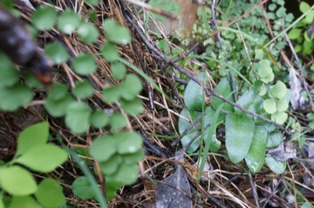 Pellaea calidirupium at Acton, ACT - 3 May 2014