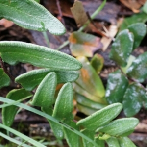 Pellaea calidirupium at Acton, ACT - 3 May 2014