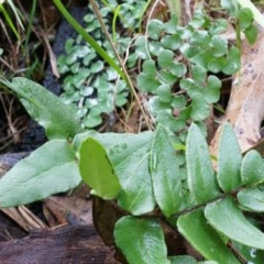 Pellaea calidirupium (Hot Rock Fern) at Black Mountain - 3 May 2014 by AaronClausen