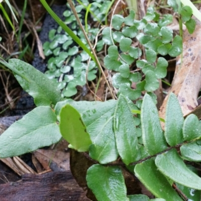 Pellaea calidirupium (Hot Rock Fern) at Black Mountain - 3 May 2014 by AaronClausen