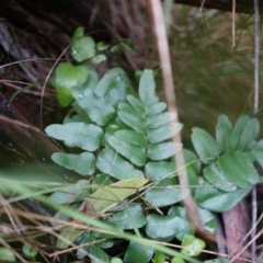 Pellaea calidirupium (Hot Rock Fern) at Black Mountain - 3 May 2014 by AaronClausen