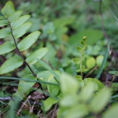 Pellaea calidirupium (Hot Rock Fern) at Black Mountain - 3 May 2014 by AaronClausen