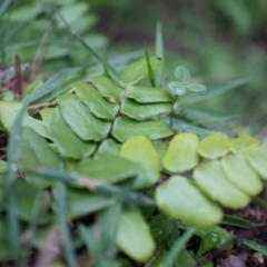 Pellaea calidirupium at Acton, ACT - 3 May 2014