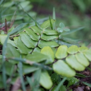 Pellaea calidirupium at Acton, ACT - 3 May 2014