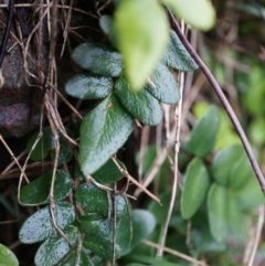 Pellaea calidirupium (Hot Rock Fern) at Acton, ACT - 3 May 2014 by AaronClausen