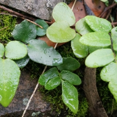 Pellaea calidirupium (Hot Rock Fern) at Black Mountain - 3 May 2014 by AaronClausen