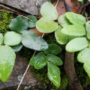 Pellaea calidirupium at Acton, ACT - 3 May 2014