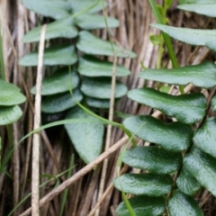 Pellaea calidirupium at Acton, ACT - 3 May 2014