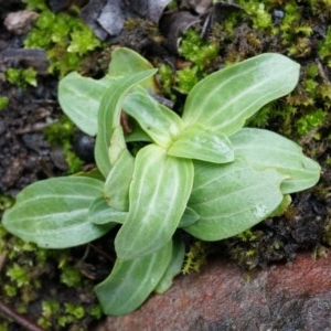 Centaurium erythraea at Acton, ACT - 3 May 2014