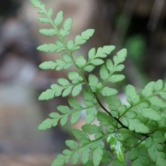 Cheilanthes austrotenuifolia (Rock Fern) at Black Mountain - 3 May 2014 by AaronClausen