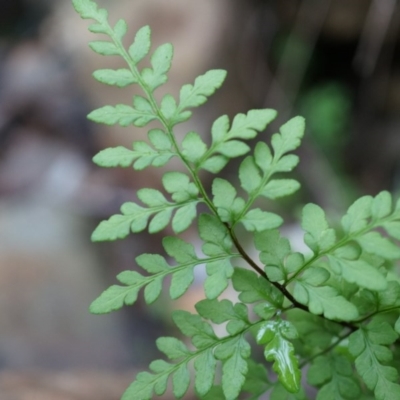 Cheilanthes austrotenuifolia (Rock Fern) at Acton, ACT - 3 May 2014 by AaronClausen